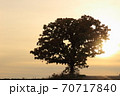 セブンスターの木 70717840