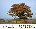 セブンスターの木 70717841