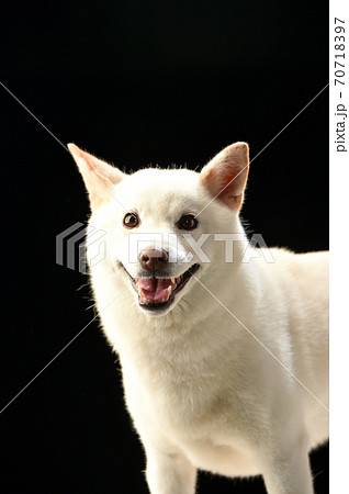 黒バックでの柴犬のスタジオポートレート 黒バックでの柴犬のスタジオポートレート 70718397