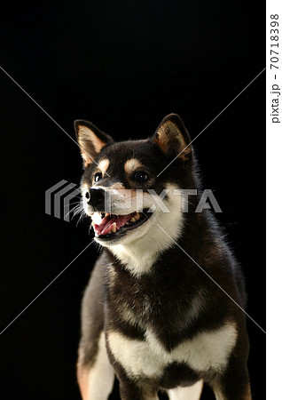 黒バックでの柴犬のスタジオポートレート 黒バックでの柴犬のスタジオポートレート 70718398