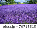 幌美峠のラベンダー 70718615