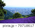 幌美峠のラベンダー 70718617