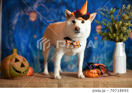 ハロウィン背景出おすましする柴犬 ハロウィン背景出おすましする柴犬 70718693
