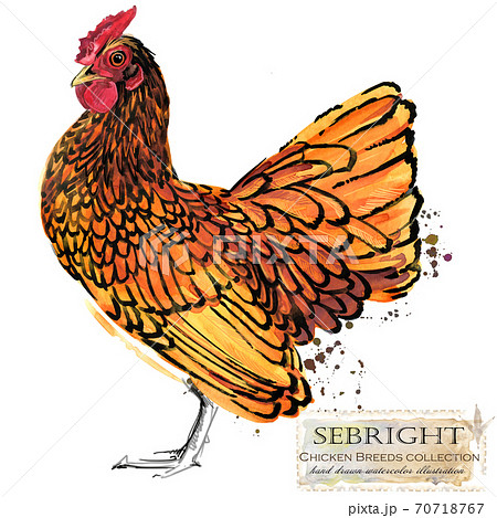 Chicken breed collection. Poultry farming. domestic farm birds hand drawn watercolor illustration. Hen. Rooster. Chicken breed collection. Poultry farming. domestic farm birds hand drawn watercolor illustration. Hen. Rooster. 70718767