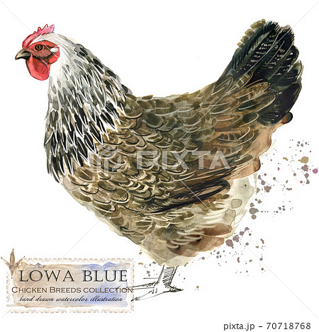 Chicken breed collection. Poultry farming. domestic farm birds hand drawn watercolor illustration. Hen. Rooster. Chicken breed collection. Poultry farming. domestic farm birds hand drawn watercolor illustration. Hen. Rooster. 70718768
