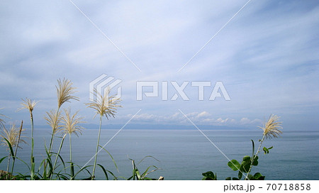 海岸に咲いてるススキと日本海に横たわる佐渡ヶ島 海岸に咲いてるススキと日本海に横たわる佐渡ヶ島 70718858