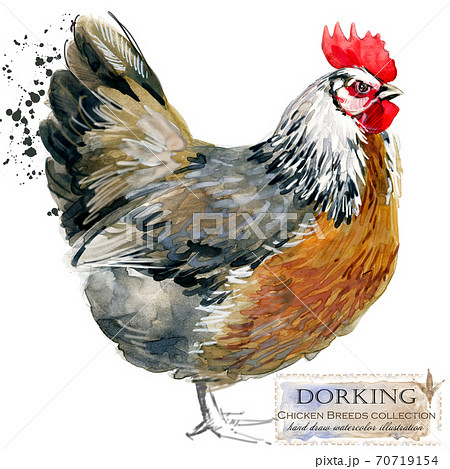 Chicken breed collection. Poultry farming. domestic farm birds hand drawn watercolor illustration. Hen. Rooster. Chicken breed collection. Poultry farming. domestic farm birds hand drawn watercolor illustration. Hen. Rooster. 70719154