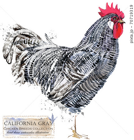 Chicken breed collection. Poultry farming.のイラスト素材