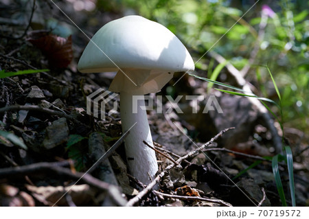 シロタマゴテングダケ 70719572