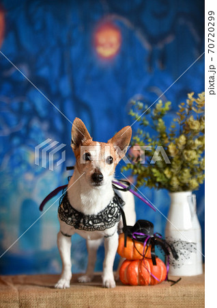 ハロウィン背景でおすましするジャックラッセルテリア 70720299