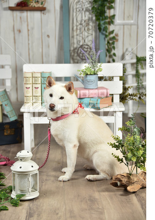ナチュラル雑貨店でおすましする柴犬 ナチュラル雑貨店でおすましする柴犬 70720379