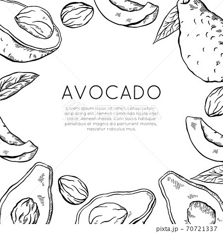 Square card with sketch avocado and place for text. Healthy keto diet. Vegetarian engraving banner. Vector outline template 70721337
