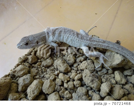 脱皮途中のカナヘビ 70721468