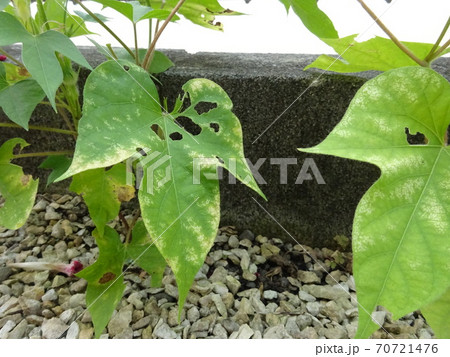 虫食いだらけの朝顔の葉の写真素材