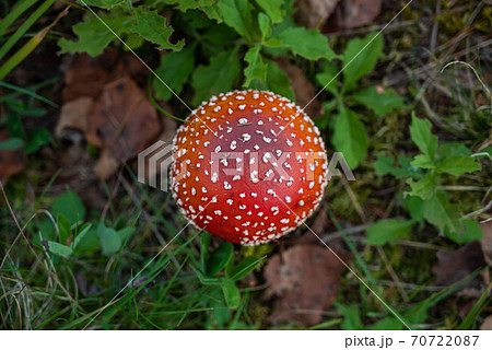 高原のベニテングダケ 高原のベニテングダケ 70722087