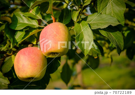 Beautiful apple trees in an apple orchard in autumn, selective focus. Apples closeup 70722189