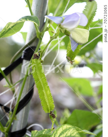 シカクマメ畑 70723065