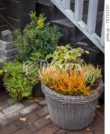 Yellow and orange heather potted on the pavement, selective focus Yellow and orange heather potted on the pavement, selective focus 70723337