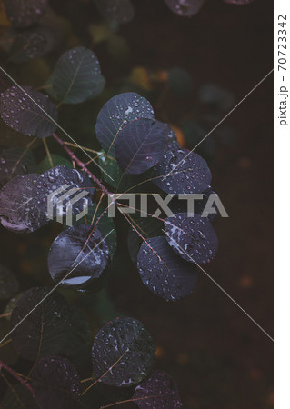 A close-up of leaves of scoopia Cotinus coggygria with rain drops 70723342