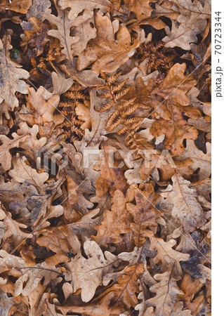 Oak tree brown leaves background texture with water drops Oak tree brown leaves background texture with water drops 70723344