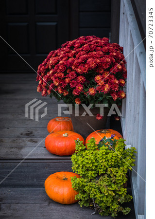 Autumn composition - bright orange pumpkins, colorful chrysanthemum potted, holiday front door steps decoration Autumn composition - bright orange pumpkins, colorful chrysanthemum potted, holiday front door steps decoration 70723345