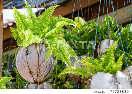 緑のシダ植物の植えられたガーデニングポッドの写真素材