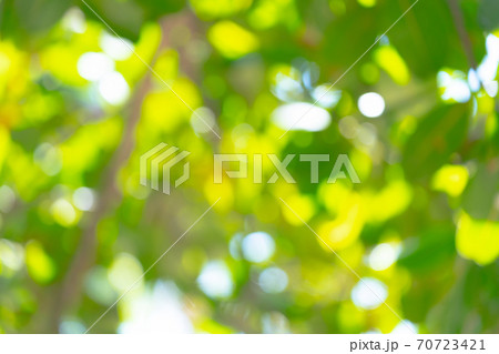 木漏れ日のテクスチャの写真素材