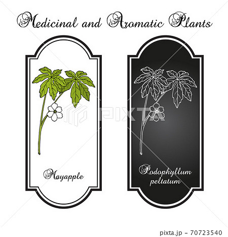 Mayapple Podophyllum peltatum , medicinal plant 70723540