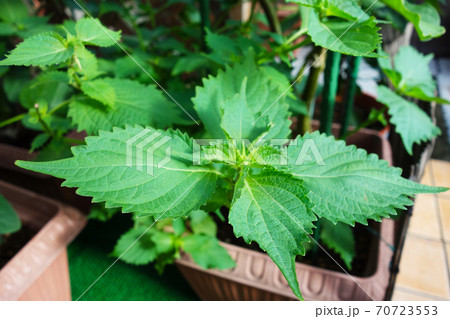 家庭菜園 プランター栽培のシソの葉の写真素材