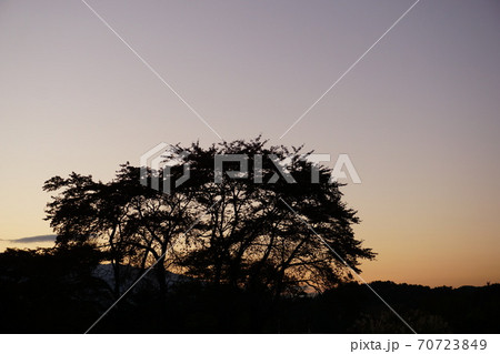 夕日をバックにシルエットが映る木の写真素材