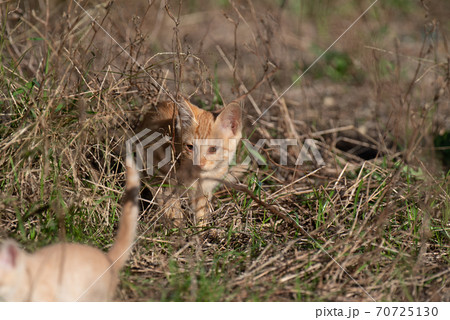 興味深々な子猫 茶トラ猫 興味深々な子猫 茶トラ猫 70725130