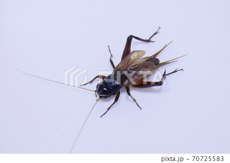 鳴いているエンマコオロギのオス 鳴いているエンマコオロギのオス 70725583