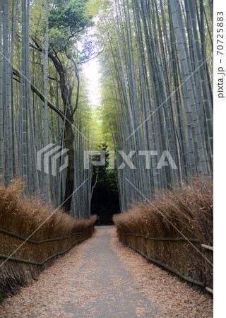 嵯峨野竹林の道 70725883