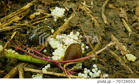 Spanish slug eggs biggest great grey leopard Limax maximus nest hatchery hatch pest Arion vulgaris egg-laying white laying snail parasitizes garden, eating plant crops. Invasive Spain parasitizes 70726053