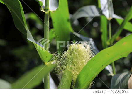 トウモロコシ 植物 夏 70726055