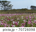 コスモス② 70726098