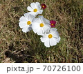 コスモス④ 70726100