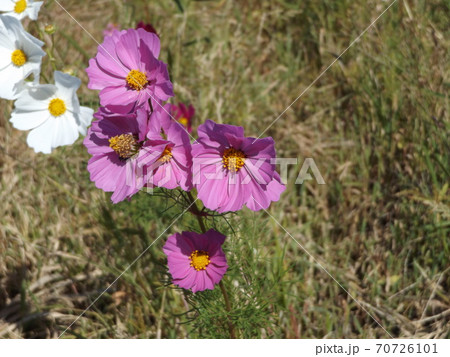 コスモス⑤ 70726101
