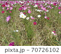 コスモス⑥ 70726102