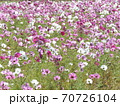 コスモス⑧ 70726104