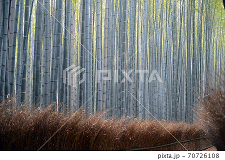 嵯峨野竹林の道 70726108
