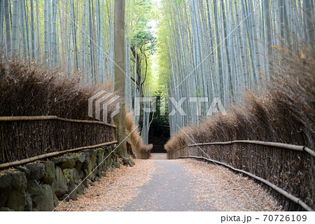 嵯峨野竹林の道 70726109