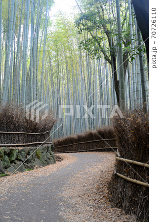 嵯峨野竹林の道 70726110