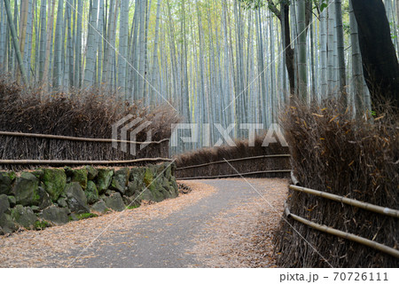 嵯峨野竹林の道 70726111