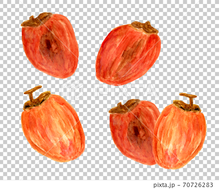 水彩で描いた干し柿のイラスト素材