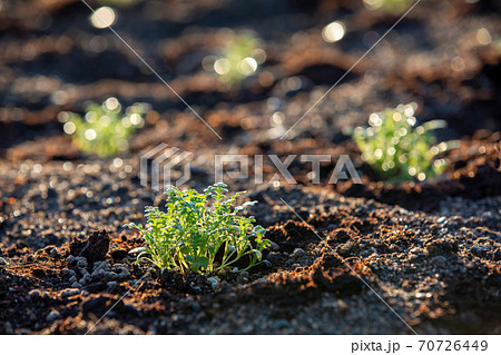 成長する花壇の植物(ネモフィラ) 成長する花壇の植物(ネモフィラ) 70726449