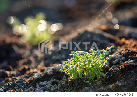 成長する花壇の植物(ネモフィラ) 70726451