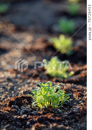 成長する花壇の植物(ネモフィラ) 成長する花壇の植物(ネモフィラ) 70726453