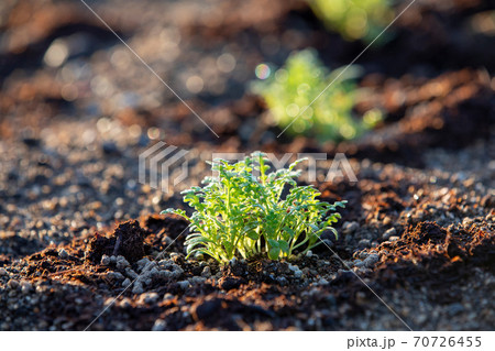 成長する花壇の植物 ネモフィラ の写真素材