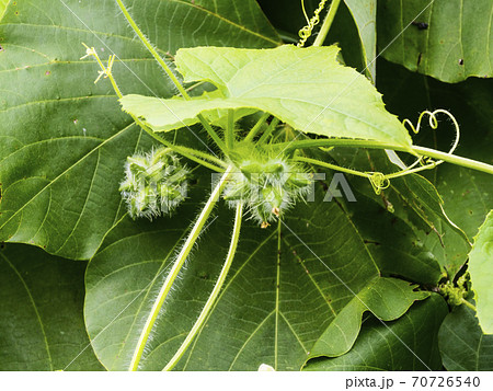 植物 危険植物 アレチウリ 爆発的に増えるアレチウリ 星の形のアレチウリの実 植物 危険植物 アレチウリ 爆発的に増えるアレチウリ 星の形のアレチウリの実 70726540